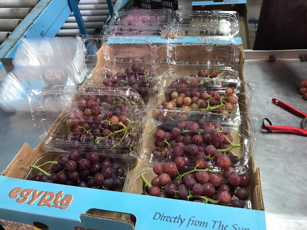 Product image - Fresh Grapes 🍇
– Sugar : 14: 15 %
– Packing : 4.5 kg carton net weight , 9 plastic bags per carton , each plastic bag weight 400: 600 gram
– Quality : our products meet the international standards and EU standards class 1
Order Now 💥

Best Regards
Ms/ Merna Hesham
for any inquiries please contact me

Cell(whats-app) 00201093042965📞
email: alshamsexporting@yahoo.com✉